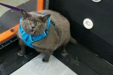 Толстую кошку привели в спортзал. Посмотрите, как она тренируется, чтобы похудеть