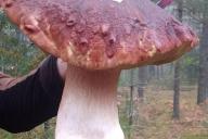 Посмотрите, как выглядит боровик весом более 1 кг. Его нашли в Брестской области