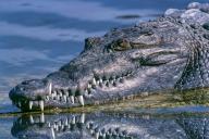 Крокодил сожрал пса на глазах шокированного хозяина (18+)