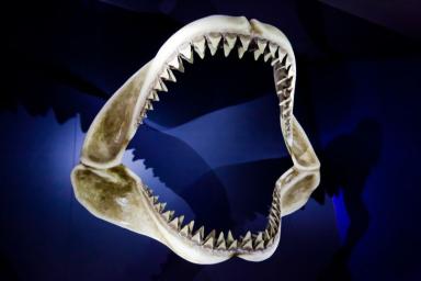 В Казахстане обнаружили полный скелет древней акулы
