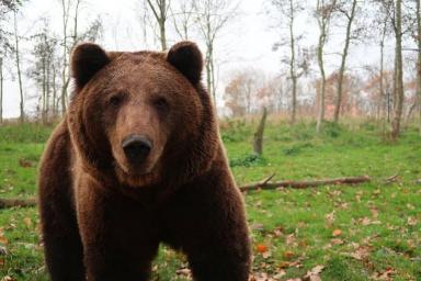 В Болгарии пришел медведь в отель, чтобы искупаться в бассейне