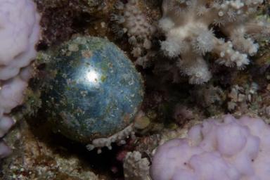 В Мировом океане обнаружен огромный одноклеточный организм