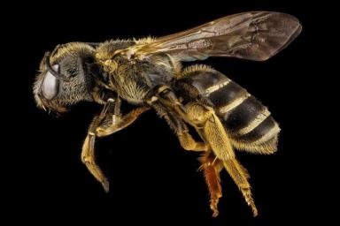 Роботизированная пчела совершила первый управляемый полет