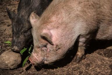 В Беларуси отмечают случаи гепатита Е из-за плохо приготовленной свинины