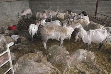 Хозяйка «адской фермы» со свиньями-каннибалами попала за решетку