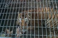 Для тигров с польско-белорусской границы собрали более $260 тысяч