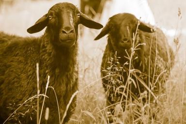 В Беларусь не пускают скот из Швейцарии и овец с козами из России 