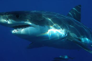 Бесследно пропавшего туриста нашли в желудке акулы