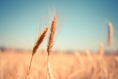 Генетики изучили геном 3000-летней пшеницы