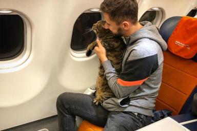 В России мужчину не пустили в самолет из-за толстого кота