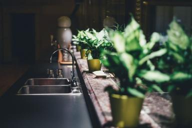 Ученые: комнатные растения не очищают воздух в доме
