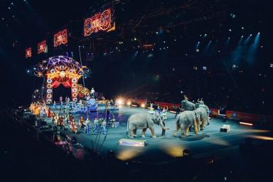 В Беларуси потребовали запретить цирки с животными