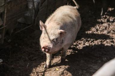 Беларусь ограничила ввоз свинины из-за чумы свиней