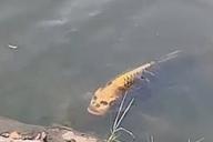 Рыбу с «человеческим лицом» засняли в Китае