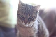 Удивительные кадры. Кот спас малыша от падения с лестницы