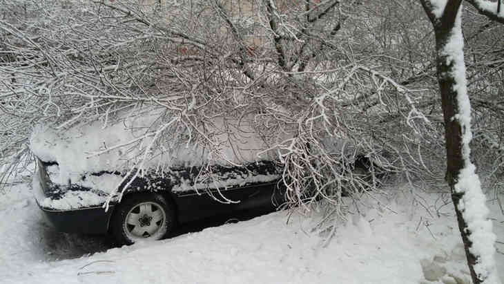 В Гомеле дерево упало на припаркованные автомобили